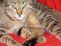nd 061220 mon gros fauve !